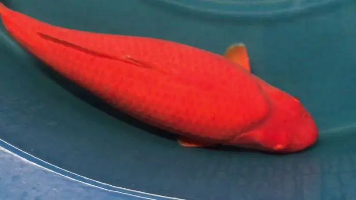 Cá koi Benigoi đặc biệt với màu đỏ toàn thân như quả ớt khổng lồ