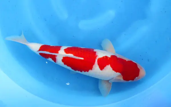 Một con cá Koi Tosai đẹp phải có thân hình cân đối