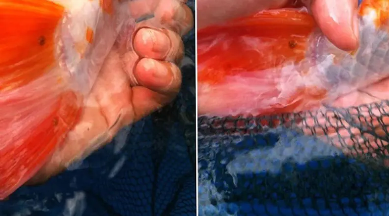 Rận cá xâm nhập hút máu và chất dinh dưỡng của cá koi