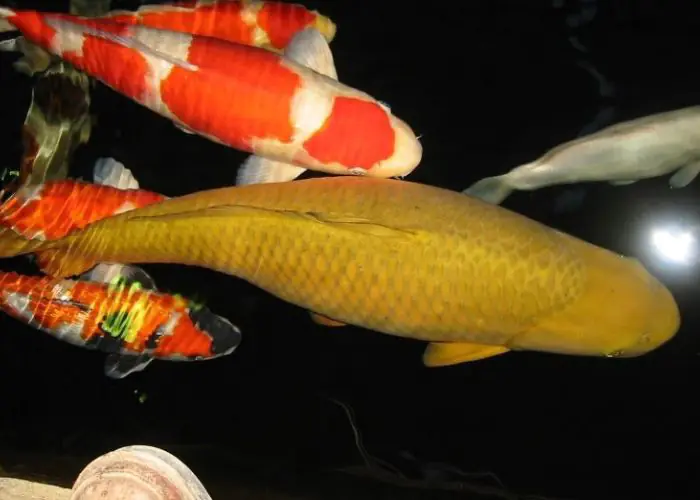 Chagoi là cá đơn sắc và thường được chọn làm cá dẫn đàn