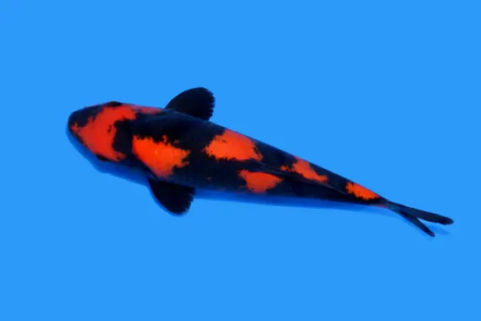 Cá koi hi utsuri khác biệt với hoa văn bông đen trên gốc vây lưng