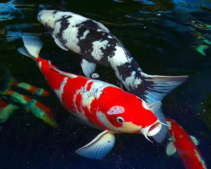 Cá Koi là giống cá chép được mệnh danh là “Quốc Ngư của Nhật Bản”