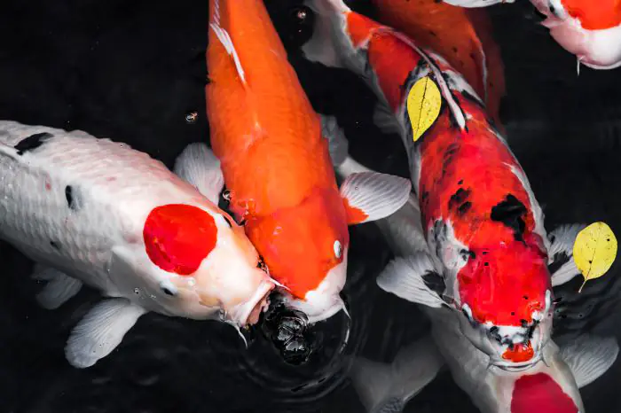 Cá Koi Nhật Bản Có Ý Nghĩa Gì?