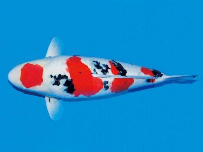Cá koi Sanke nổi bật với 3 màu trắng, đỏ và đen khá giống với cá koi Showa