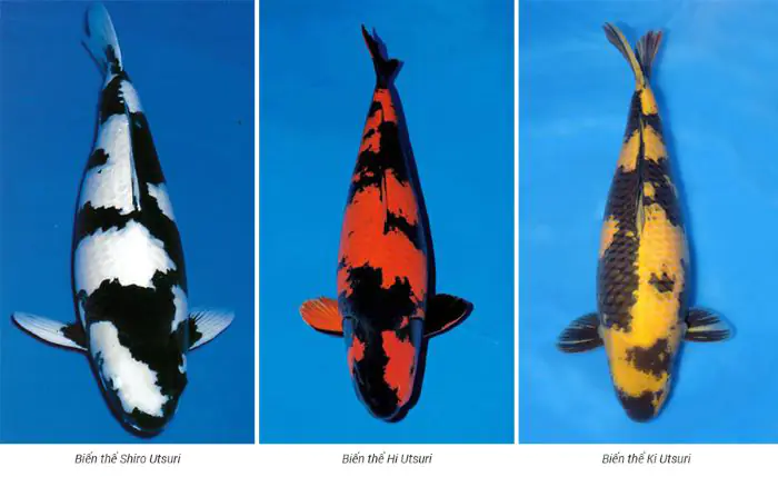 3 dòng cá nhà Utsuri với Shiro là cá có hai màu đen - trắng huyền bí