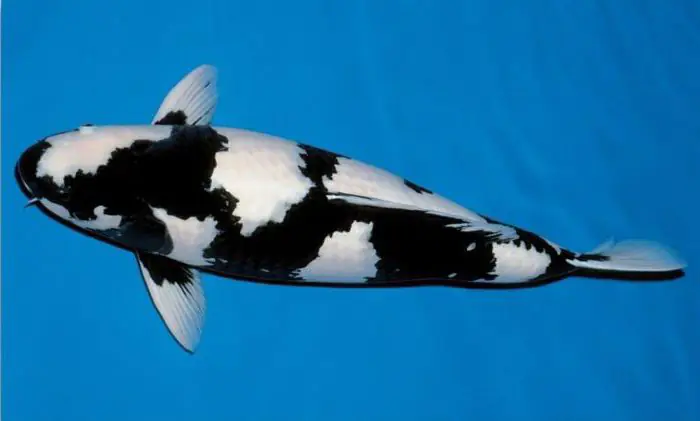 Cá koi Shiro Utsuri chuẩn phải có màu đen đậm, màu trắng sáng như tuyết, thân thuôn dài