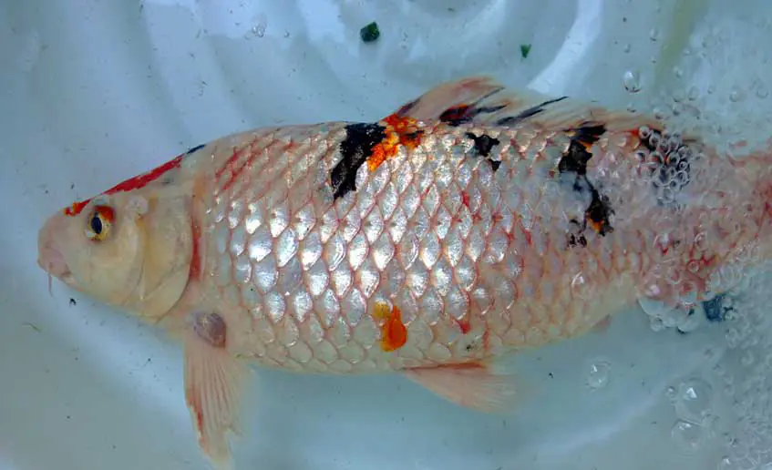 Cá Koi bị ảnh hưởng của thuốc trừ sâu sẽ khiến cá bị chết