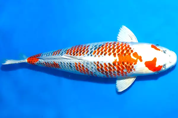 Giống cá Kanoko Koi