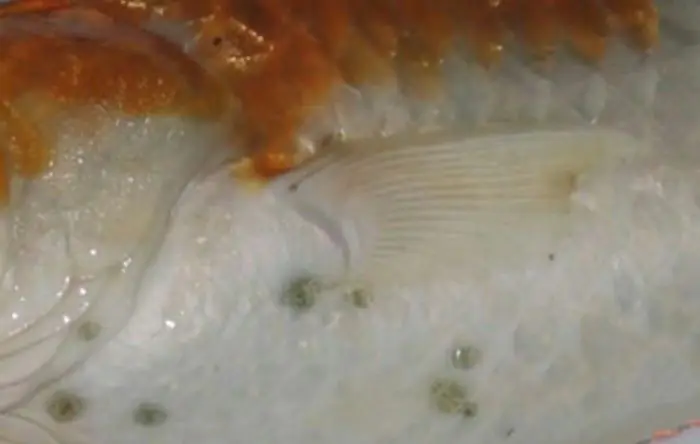 Rận nước ký sinh trên cá Koi như những nốt ruồi có thể dễ dàng quan sát bằng mắt thường