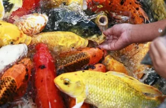 Mật độ nuôi cá quá đông, cho cá ăn quá nhiều có thể khiến cho cá bị stress