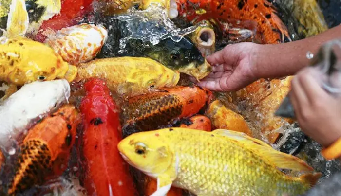 Mật độ nuôi cá quá đông, cho cá ăn quá nhiều có thể khiến cho cá bị stress