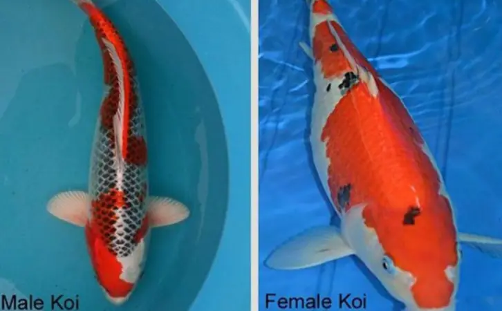 phân biệt cá Koi đực, cá cái qua đặt tính của chúng