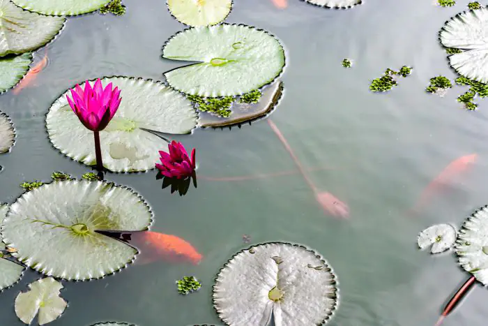 Hoa súng có rễ ở dưới nước, hoa mọc trên mặt nước tạo nên vẻ đẹp cho hồ Koi