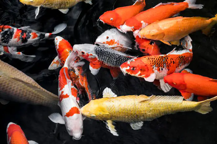 Cá Koi thuần chủng nhập khẩu từ Nhật là cá có màu sắc và hình dáng đẹp nhất
