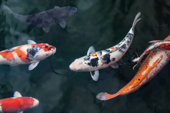 Giống cá, môi trường sống và thức ăn là 3 yếu tố ảnh hưởng tới màu sắc của cá Koi