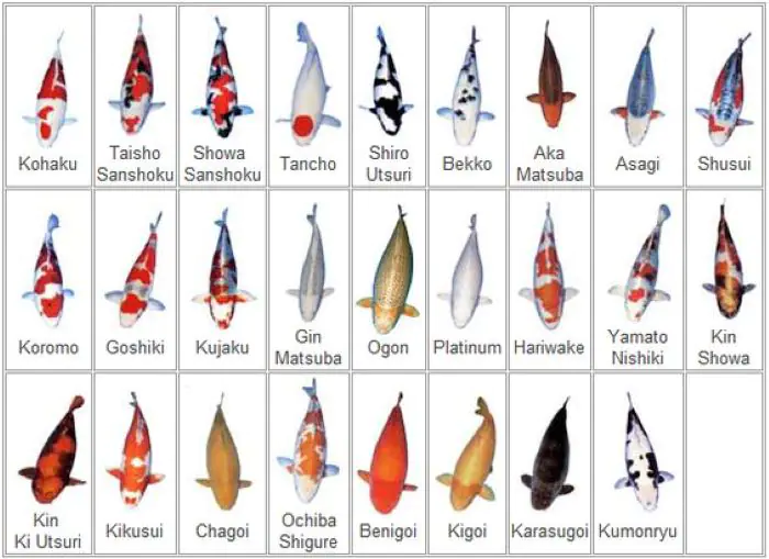 Cá Koi đa dạng về giống loại