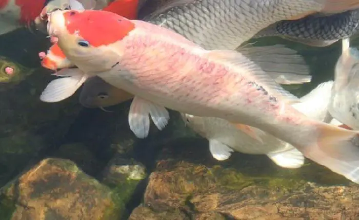 Toàn thân cá chuyển màu hồng khi bị đỏ mình