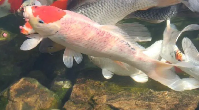 Cá Koi bị đỏ mình, xỉn màu, chán ăn là triệu chứng khi nhiễm ký sinh trùng Costia