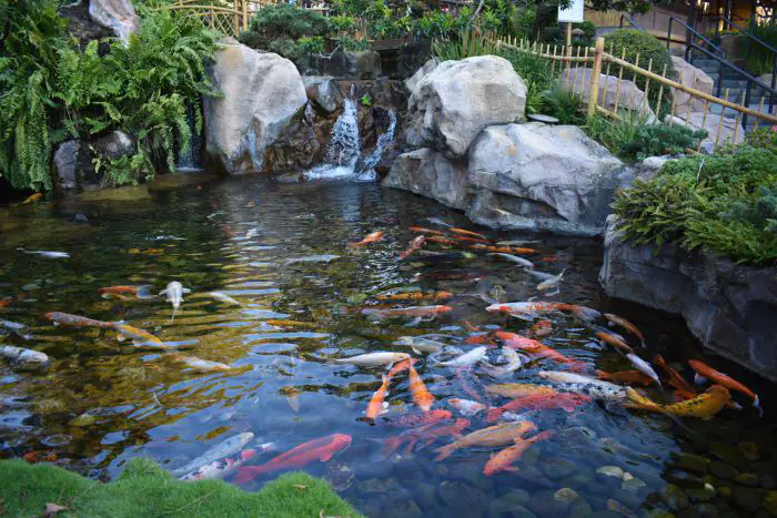 Hồ cá Koi sân vườn đẹp với thiết kế hài hòa giữa thiên nhiên cây, đá và thác nước