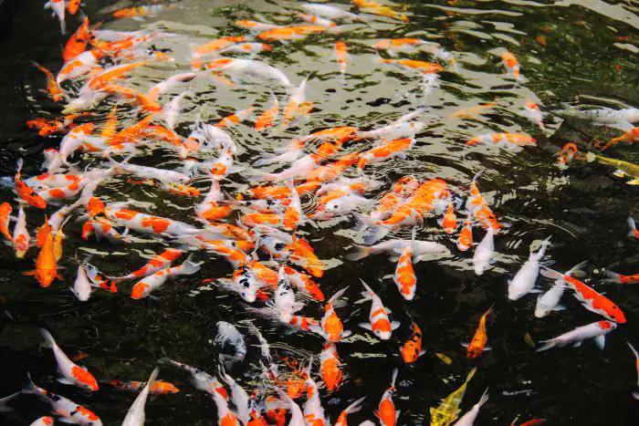 Vệ sinh bể cá, thay nước, cho cá ăn cám tăng màu để cá lên màu đẹp nhất