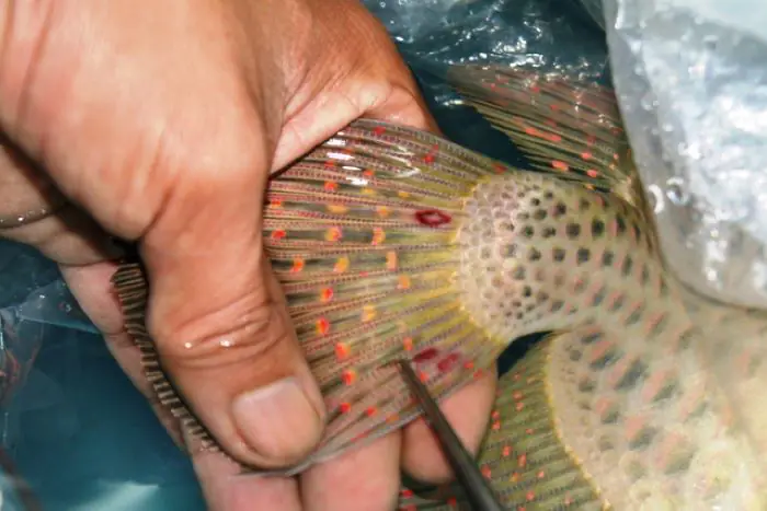 cách trị trùng mỏ neo cho cá vàng