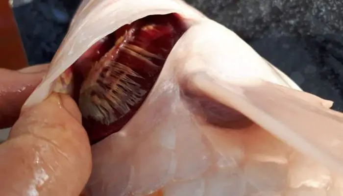 Dấu hiệu và cách trị nấm mang ở cá koi đơn giản và hiệu quả nhất