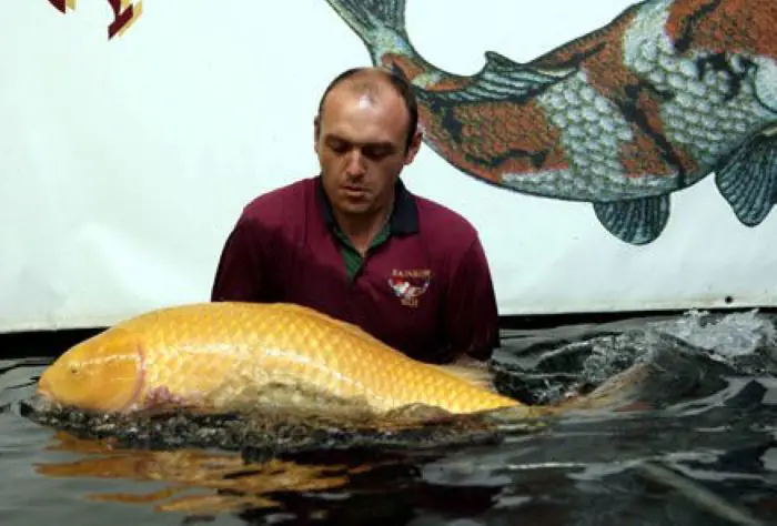 Cá Koi lớn nhất được ghi nhất có kích thước 1.2m và nặng 41kg