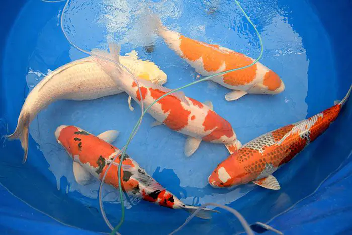 Cách ly cá Koi mới bắt về để đảm bảo cá khỏe mạnh, phòng ngừa bệnh