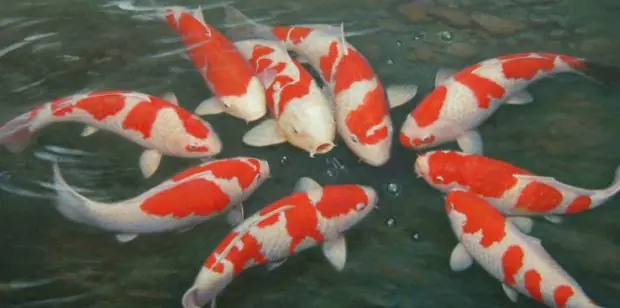 Sử dụng thuốc tím chữa bệnh cho cá Koi - thuốc tím cho hồ cá Koi