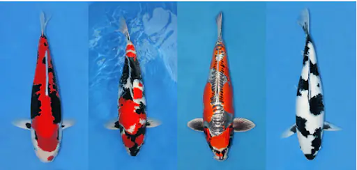Phân biệt cá dựa trên hình dáng của cá