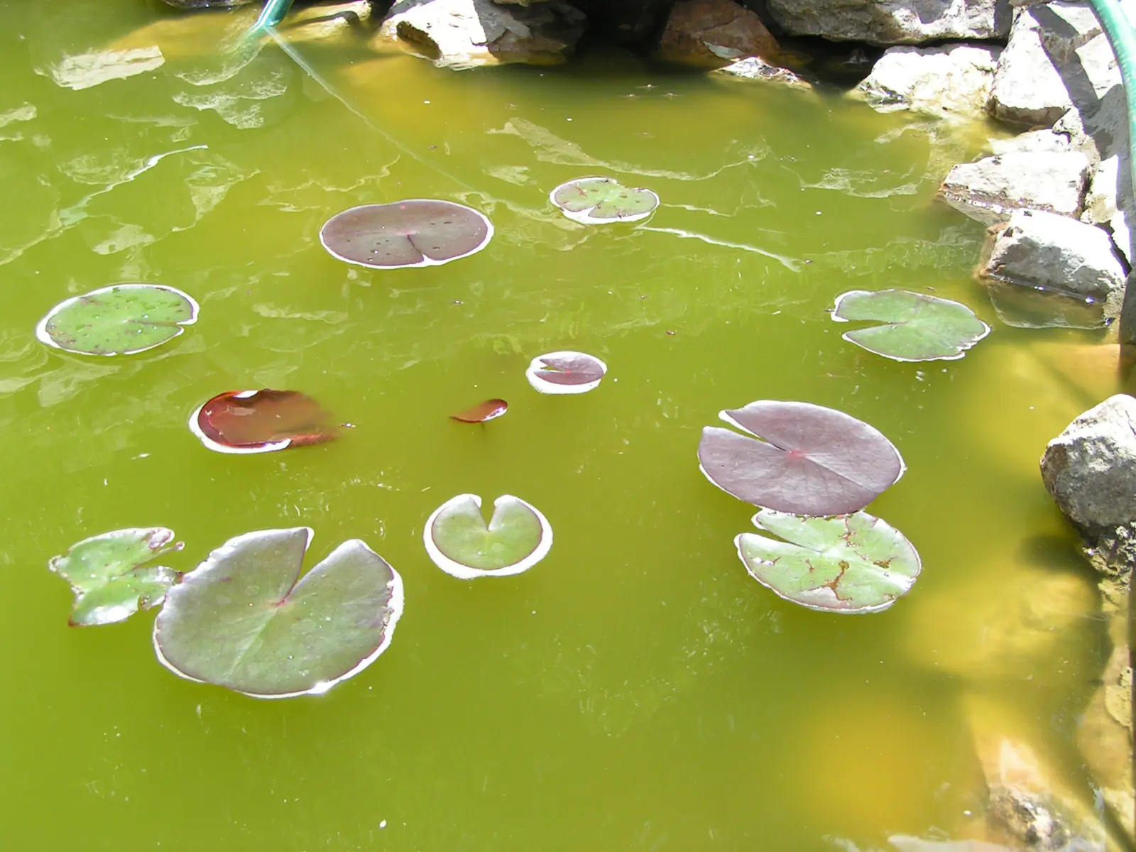 Nên đổ men vi sinh vào trong hồ cá Koi để phòng tránh nước hồ cá bị vàng