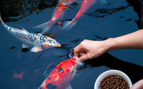 Cách làm thức ăn tăng màu cho cá Koi