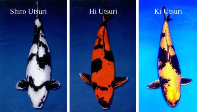 Giống cá Utsuri được rất nhiều người yêu thích