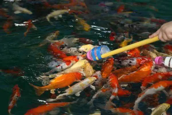 Cách xử lý cá Koi bị sốc nước