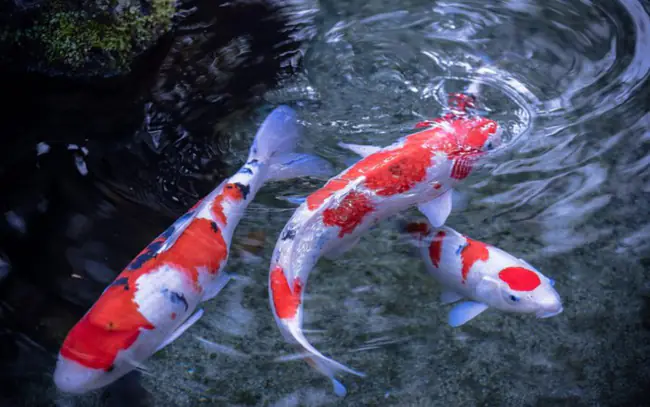 Cá Koi thuần chủng Nhật có tuổi thọ rất lâu dài