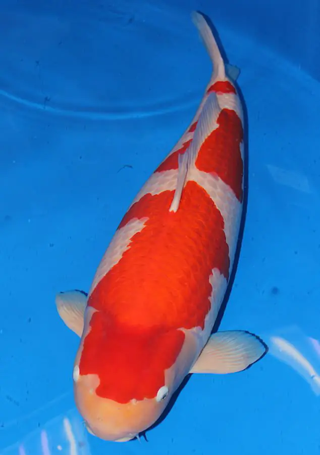 Chú cá Koi này với rất nhiều những điểm nổi bật