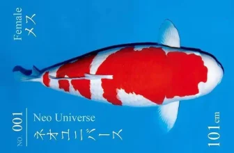 Chân dung chú cá Koi S Legend được mệnh danh là cá Koi đẹp nhất thế giới