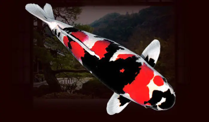 Cá Koi 49 tỷ thuộc dòng cá Showa, có 3 màu cơ bản là trắng, đỏ, đen và phần vây có tia đen