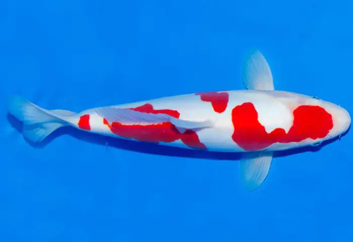 Doitsu Kohaku là dòng cá Doitsu da trơn, chỉ có vảy ở 2 bên hông và sống lưng