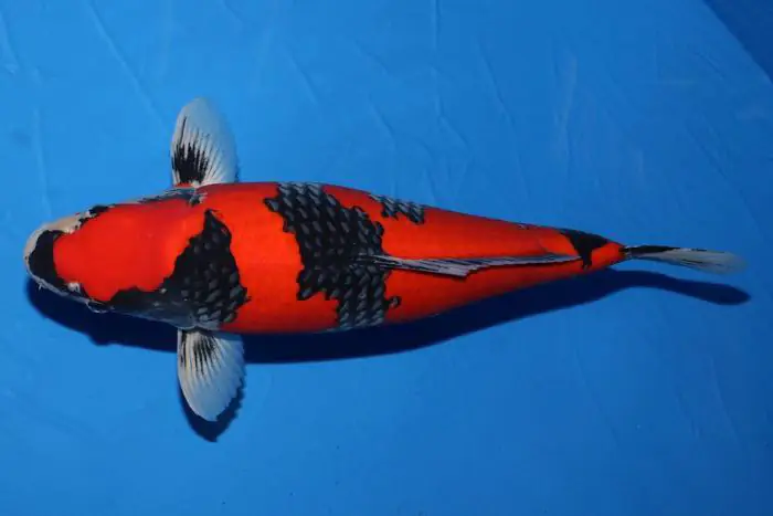 Họa tiết vảy lưới độc đáo của cá Koi Goshiki