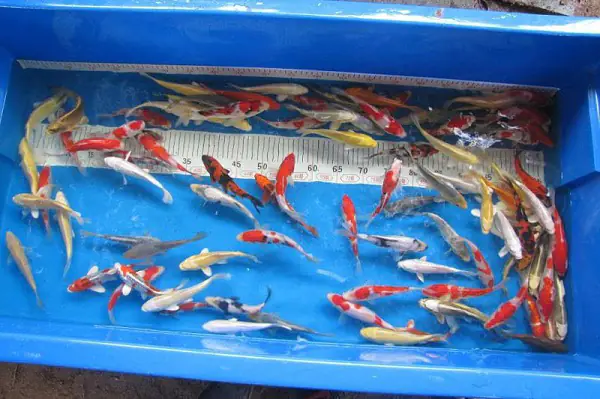 Ishi Koi Farm chuyên cung cấp cá Koi loại mini Nhật Bản