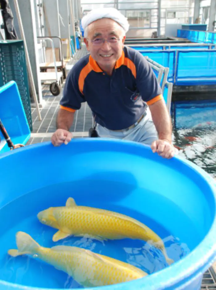 Fukasawa Koi Farm nuôi dưỡng đa dạng các dòng cá Koi