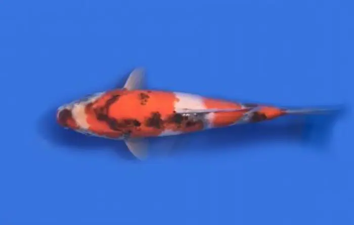 Cá Koi Việt Nam không đạt được vẻ đẹp như cá Koi chuẩn Nhật nên có giá khá rẻ