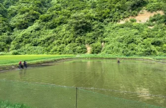 Diện tích của Maruhiro Koi Farm khoảng 100.000m2 nuôi nhiều dòng cá Koi khác nhau