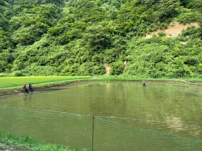 Diện tích của Maruhiro Koi Farm khoảng 100.000m2 nuôi nhiều dòng cá Koi khác nhau