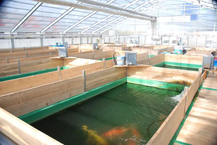 Jumbo Kohaku là dòng cá Koi nổi bật nhất của Matsue Center