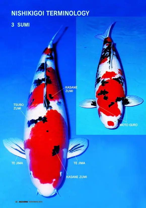 Lựa chọn sản phẩm dựa vào màu sắc của cá Koi