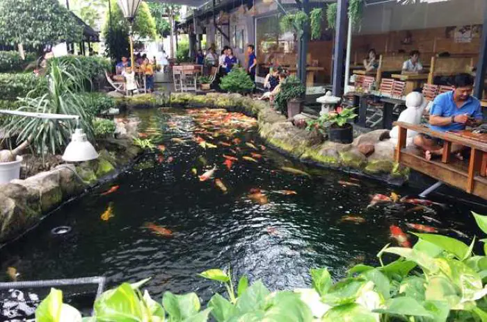 Thiết kế hồ Koi trong quán cafe có sân vườn