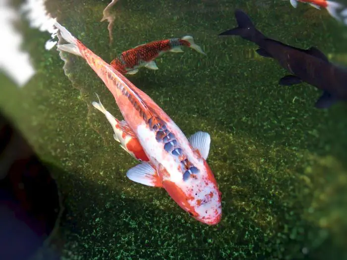 Koi Shusui ra đời trước cá Koi Kohaku và cá Koi Showa, là sự lai tạo giữa Asagi và cá chép gương
