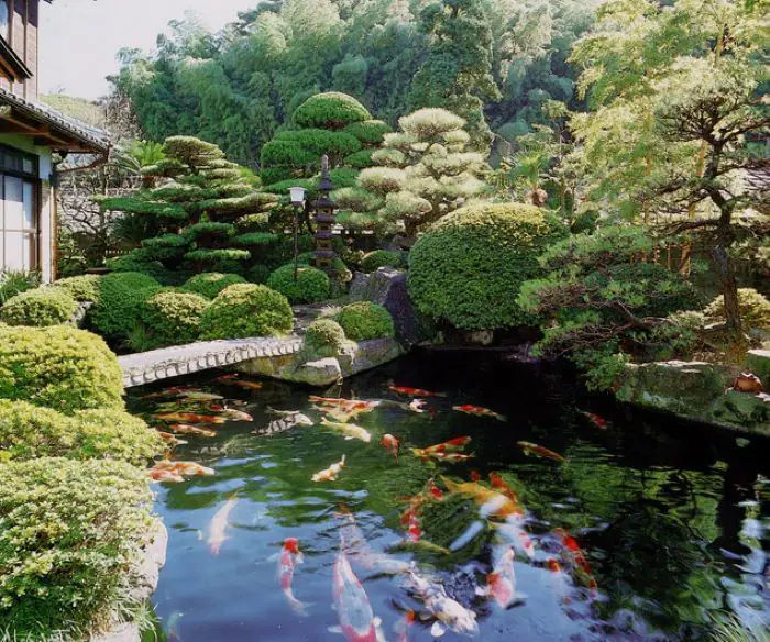 Hồ Koi đậm phong cách Nhật với cây bon sai và nhiều cây xanh